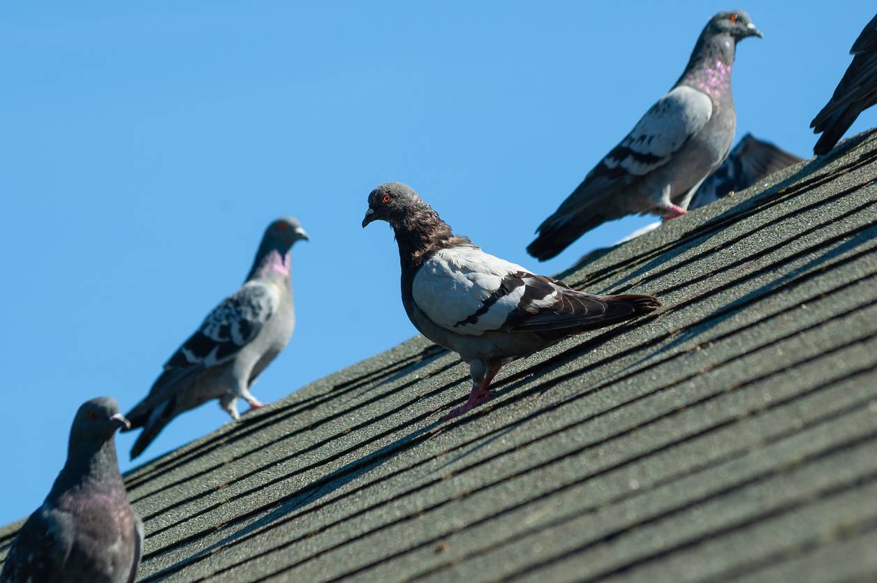 Bureaux et locaux d'entreprise : comment éviter la prolifération des pigeons  ? – Dynamique Entreprendre